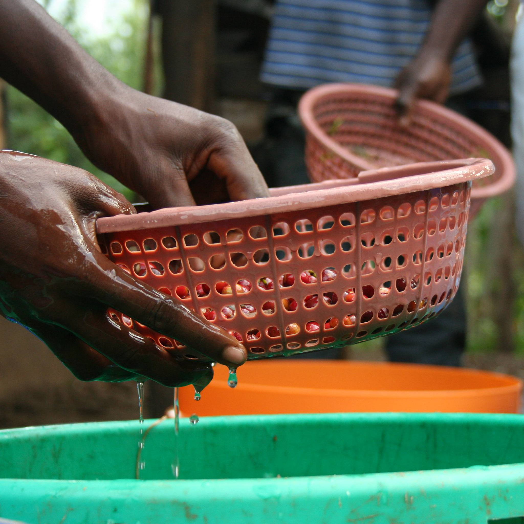 Zebigi - Penelope Coffee - Uganda